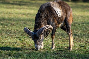 Wild mufflon eating some grass with massive horns 