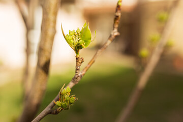 New Life concept with seedling growing sprout from old trees. Symbol of new beginning