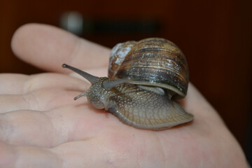Helix pomatia, large Roman snail on the hand of a human, Oberelsbach, Germany