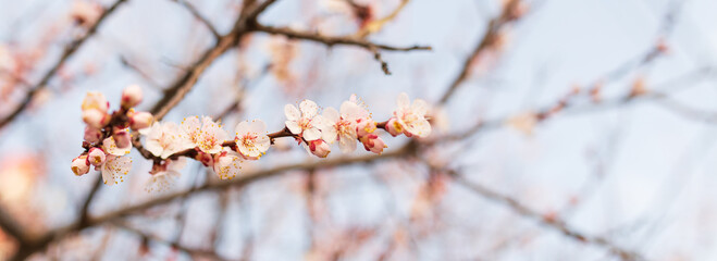 Background of Spring flowering. Spring, bloom