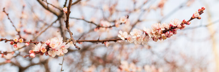 Background of Spring flowering. Spring, bloom