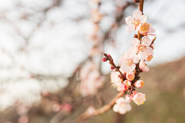 Background of Spring flowering. Spring, bloom
