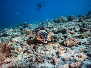 Naklejka na ściany i meble Seascape with Hawksbill Sea Turtle in the coral reef of Caribbean Sea, Curacao