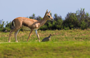 Naklejka na ściany i meble Arabian Gazelle grazing on Saadiyat Island in Abu Dhabi