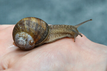 Helix pomatia, large Roman snail on the hand of a human, Oberelsbach, Germany