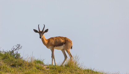 Arabian Gazelle grazing on Saadiyat Island in Abu Dhabi © alexmu
