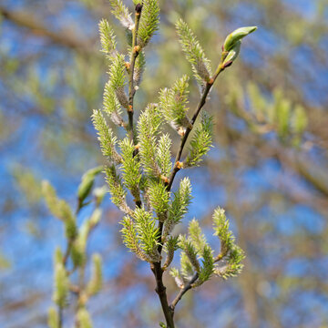 Palmweide bilder Bläddra bland 192 stockfoton, vektorer och videor