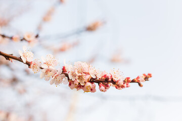 Background of Spring flowering. Spring, bloom