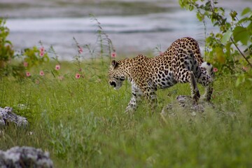 leopard walking