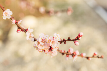 Background of Spring flowering. Spring, bloom