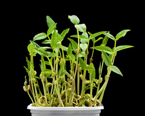 Mung bean shoots in a plastic container