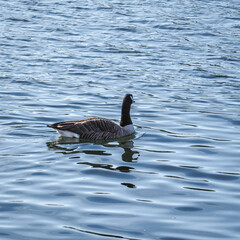 oie à la Base de loisirs de Verneuil sur Seine en France