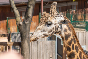 Giraffe in a zoo or national park waiting for food, tall African hoofed mammal belonging to the genus Giraffa, closeup