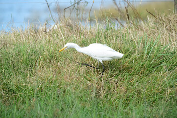 Egret hunting in grassland environment, La pampa, Argentina.