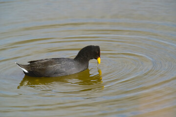 Red fronted Coot eating in a lagoon, Patagonia, Argentina