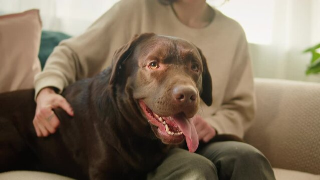 Brown dog close-up. Woman petting dark retriever lying on sofa in living room, obedient labrador posing. Happy domestic animal concept, best friends, puppy relaxing at home, breathing with tongue out.
