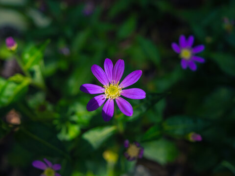 ミヤコワスレ Images Browse 118 Stock Photos Vectors And Video Adobe Stock