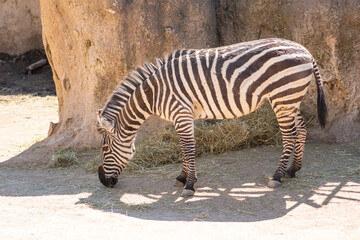 Fototapeta na wymiar Beautiful plains zebra or zebras, hippotigris, African equines with distinctive black and white striped coats