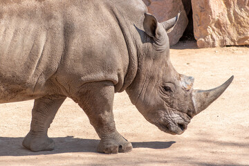 Obraz premium Beautiful male of grey rhinoceros or rhino walking in a zoo or national park, close up