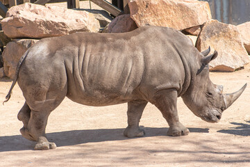 Beautiful male of grey rhinoceros or rhino walking in a zoo or national park, close up © Michele Ursi
