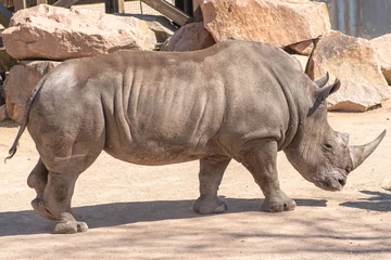 Zelfklevend Fotobehang Beautiful male of grey rhinoceros or rhino walking in a zoo or national park, close up © Michele Ursi