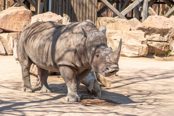 Obraz premium Beautiful male of grey rhinoceros or rhino in a zoo or national park, with erection of penis, close up