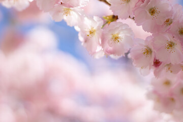 vivid pink cherry blossom flowers