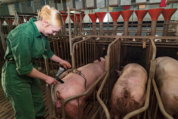 Künstliche Besamung beim Schwein - junge Frau besamt eine Sau im Deckstall, landwirtschaftliches Symbolfoto.