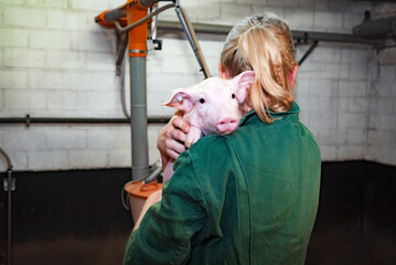   Spass an der Schweinehaltung - junge Landwirtin im Schweinestall trägt lässig ein Ferkel auf...