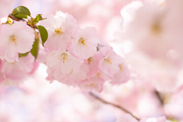 In spring, the cherry blossoms are in full bloom