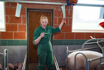 Betreuung von Nutztieren, junge Frau im Schweinestall misst Fieber bei Sauen - landwirtschaftliches Symbolfoto.