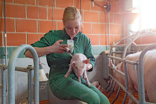 Schweinegesundheit - junge Frau behandelt ein Ferkel mit einer Injektion,  landwirtschaftliches Symbolfoto.