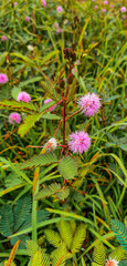 Wild flowers growing in the grandmother field 