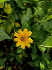 Wild flowers growing in the yard