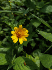 Wild flowers growing in the grandmother yard
