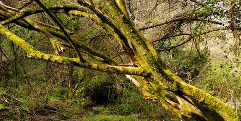 Sentiero delle Mole, Barbarano Romano, Lazio Italia