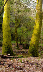 Sentiero delle Mole, Barbarano Romano, Lazio Italia