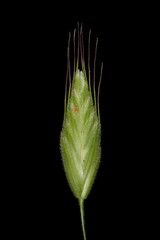 Soft Brome (Bromus hordeaceus). Spikelet Closeup