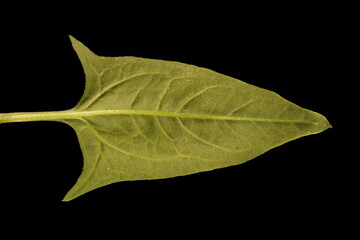 Spinach (Spinacia oleracea). Leaf Closeup