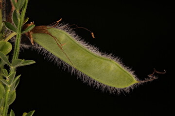 Common Broom (Cytisus scoparius). Immature Fruit Closeup