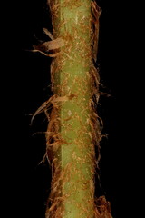 Male Fern (Dryopteris filix-mas). Stipe Detail Closeup