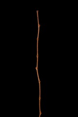 Virginia Creeper (Parthenocissus quinquefolia). Wintering Twig Closeup