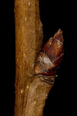 Pear (Pyrus communis). Lateral Bud Closeup