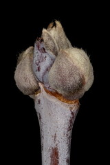 Ash-Leaf Maple (Acer negundo). Terminal Bud Group Closeup