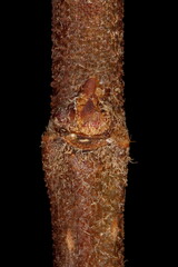 Japanese Quince (Chaenomeles japonica). Lateral Bud Closeup