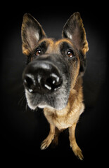 german shepherd portrait