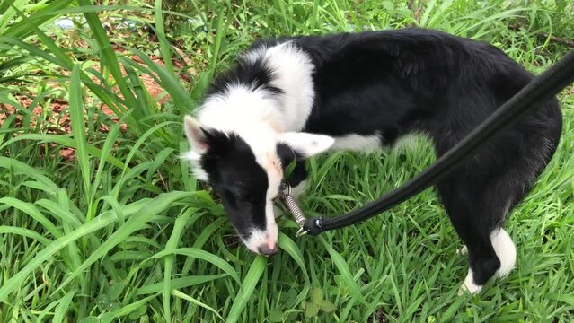 dog, c&atilde;o, pastar, coleira, mato, capim, sa&uacute;de, animal, border coolie, preto, branco, passeio, agitar, corrida, pet, dono, sa&iacute;da, verde, caminhada