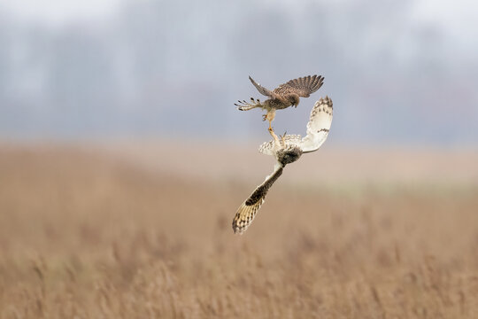 Short-eared owl fighting with common kestrel