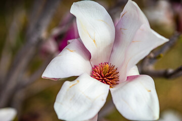 Fototapeta na wymiar Blooming magnolia tree in spring on pastel bokeh