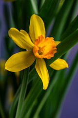Seasonal home decor with flower pot of daffodils